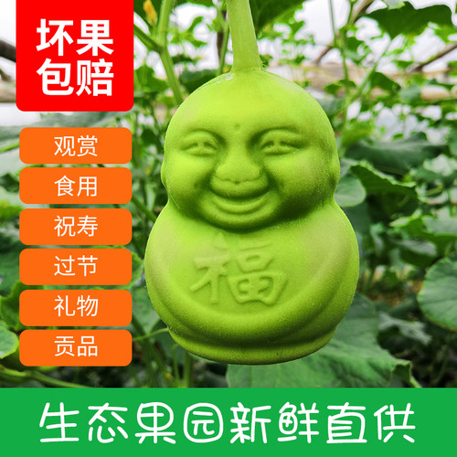 特价福字制作清香节日礼品人参果