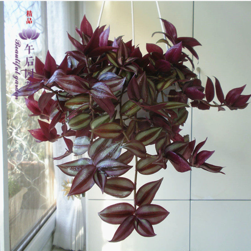 吊兰植物竹节盆栽紫叶