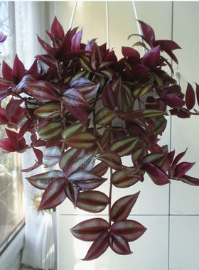 吊兰植物竹节盆栽紫叶