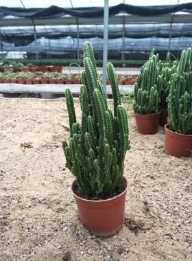 万重山多肉植物办公室桌面