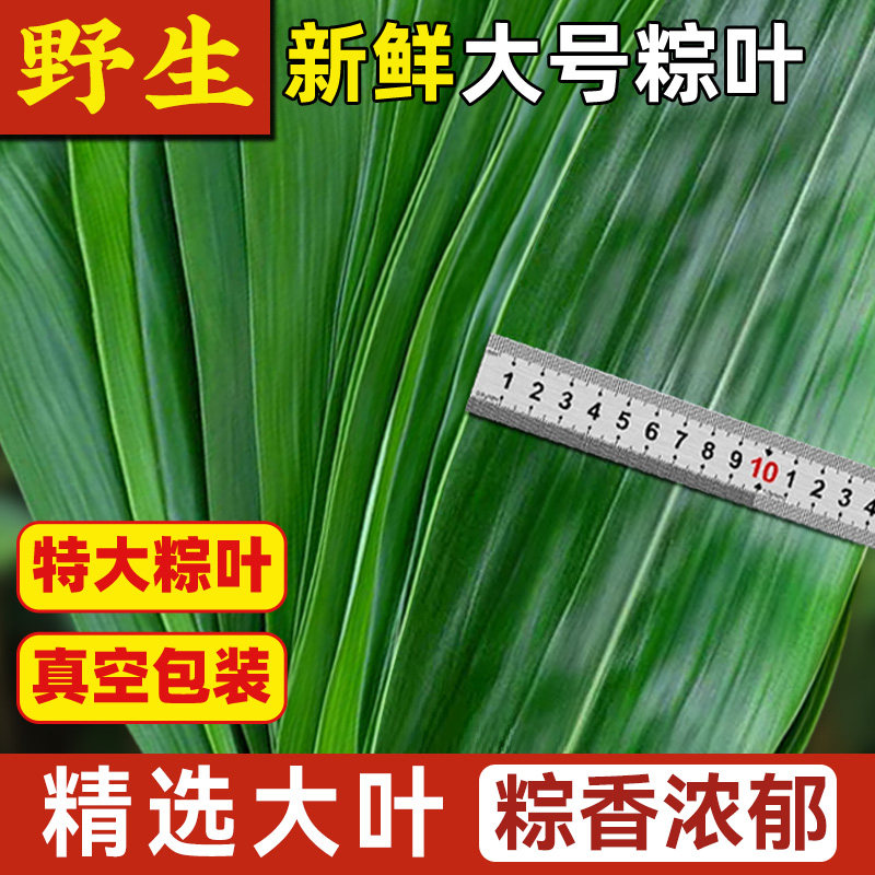 商用粽叶新鲜粽大号精选特大新叶