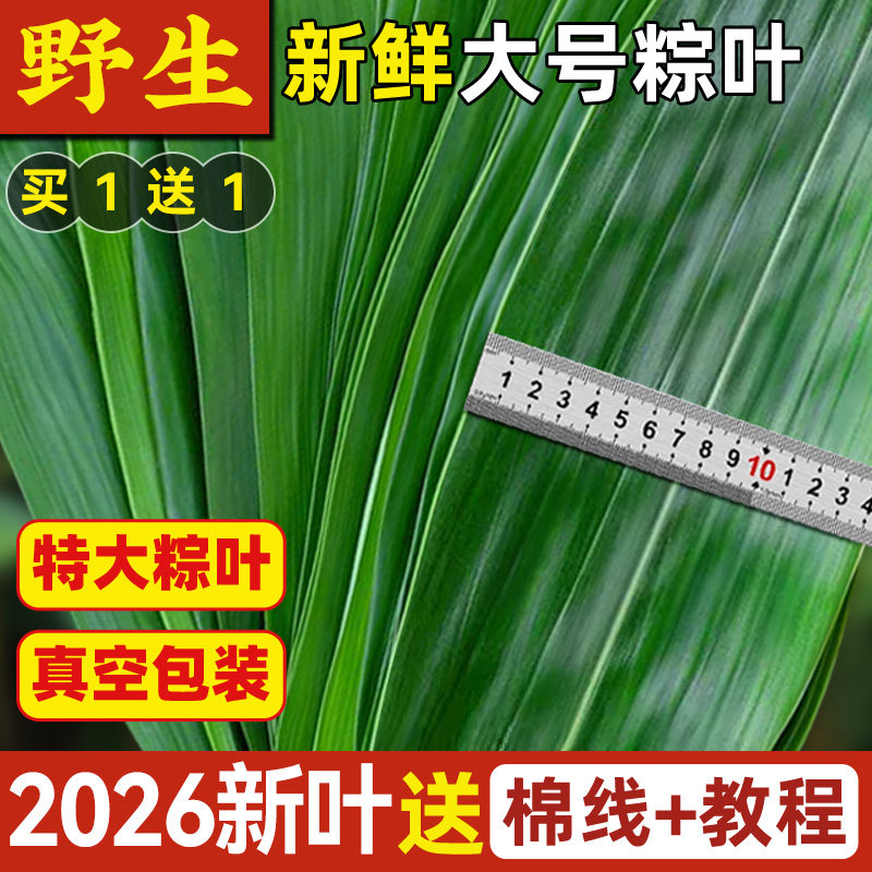 粽叶新鲜粽子大号精选特大新叶