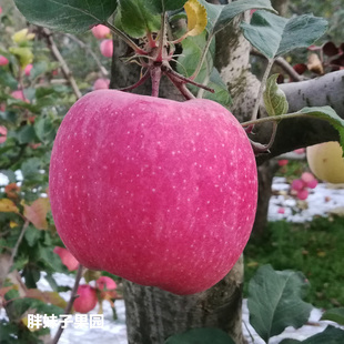 甘肃礼县冰糖心富士苹果10斤装新鲜现摘现发脆甜高山种植苹果水果
