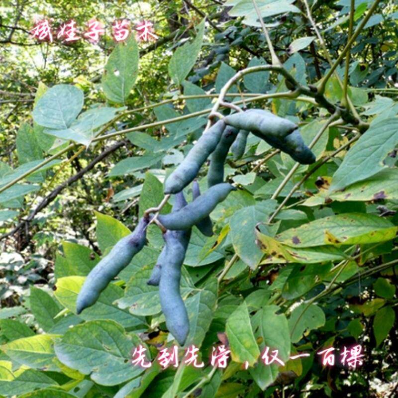 仅一百棵猫屎瓜猫儿屎鬼指头酸甜可口室外庭院种植苗