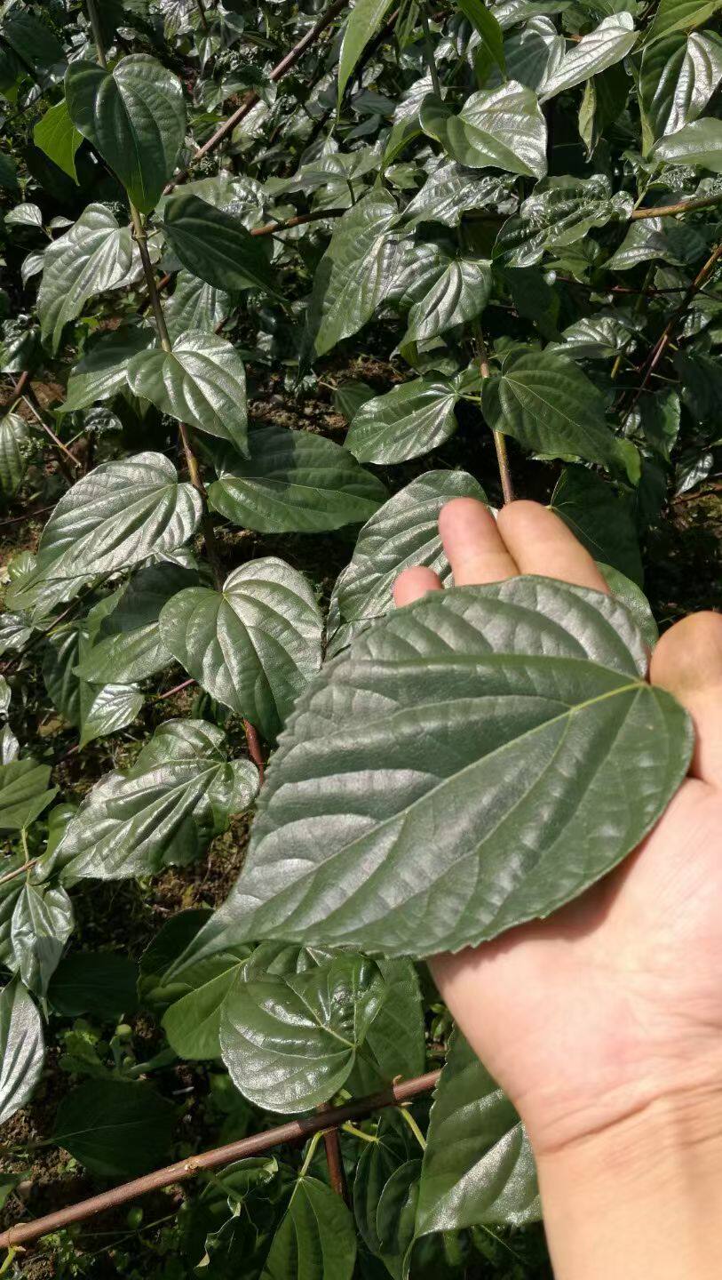 现挖神仙豆腐树苗神仙柴观音豆腐斑鸠豆腐树苗中苗3颗包邮