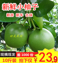 去味小柚子新鲜现摘绿皮柚子新车新房装修衣柜去味柚子皮现摘现发