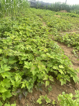 秋牡丹 野棉花苗 中药材杂交银莲花苗多年生耐寒宿根花卉秋季开花