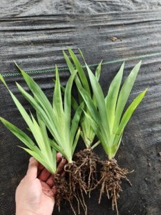 射干鸢尾花苗四季易种中药材苗耐寒耐旱庭院绿化可盆栽地栽宿根花