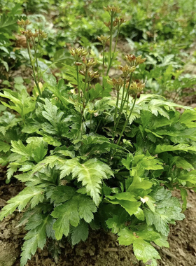 现挖黄连苗黄连种苗川黄连鸡爪黄连味连带须根带土易成活绿植盆栽