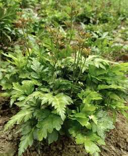 现挖黄连苗黄连种苗川黄连鸡爪黄连味连带须根带土易成活绿植盆栽