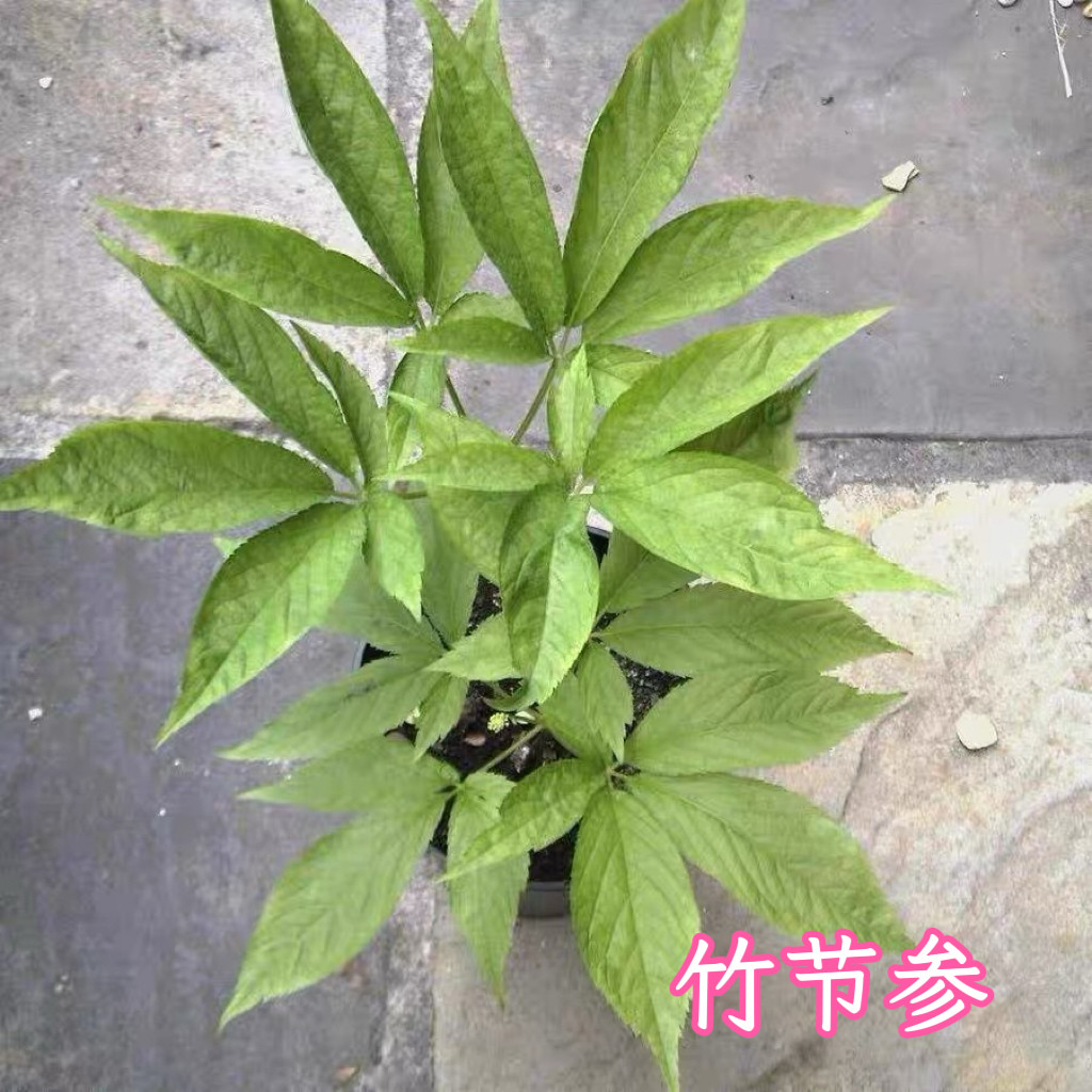 正宗竹节参苗 三七种苗 花盆卧室类花卉 三七新鲜室外盆景三七