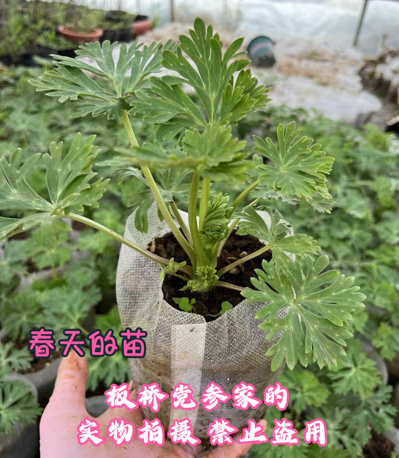 现挖乌头种苗中草药植物南北方庭院盆栽地载观赏新奇花卉当年收