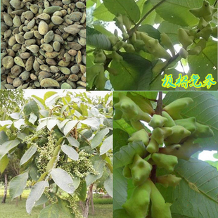 药材树苗 五倍子 百虫仓 盐肤木 庭院盆栽园林绿植苗木包活