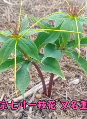 正宗名贵中药材七叶一枝花重楼种苗活苗重楼苗种子籽驱蛇盆栽地栽