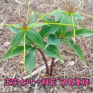 正宗名贵中药材七叶一枝花重楼种苗活苗重楼苗种子籽驱蛇盆栽地栽