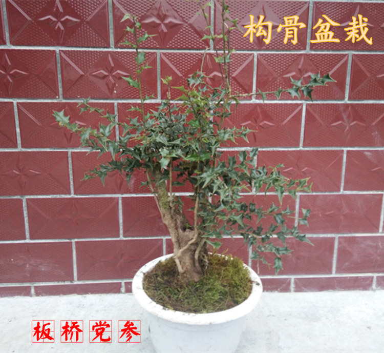 野生猫儿刺老鼠刺枸骨树鸟不宿盆景盆栽八角刺六角刺狗骨苗树