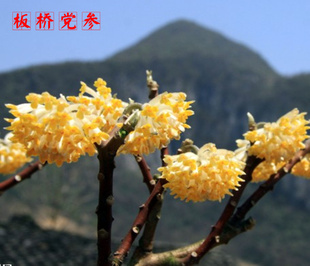 梦花树苗毛瑞香花苗贼腰带结香盆栽阳台花卉植物易活带花苞发货