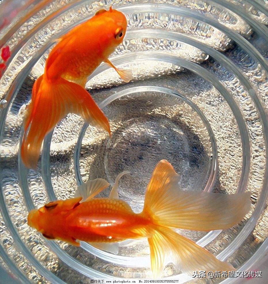 观赏金鱼冷水鱼观赏鱼金鱼活体鱼淡水鱼小金鱼活鱼锦鲤鱼顺丰包邮