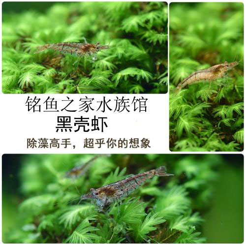 黑壳虾鱼缸水草清洁除藻工具超大观赏米虾宠物活体饲料淡水族造景