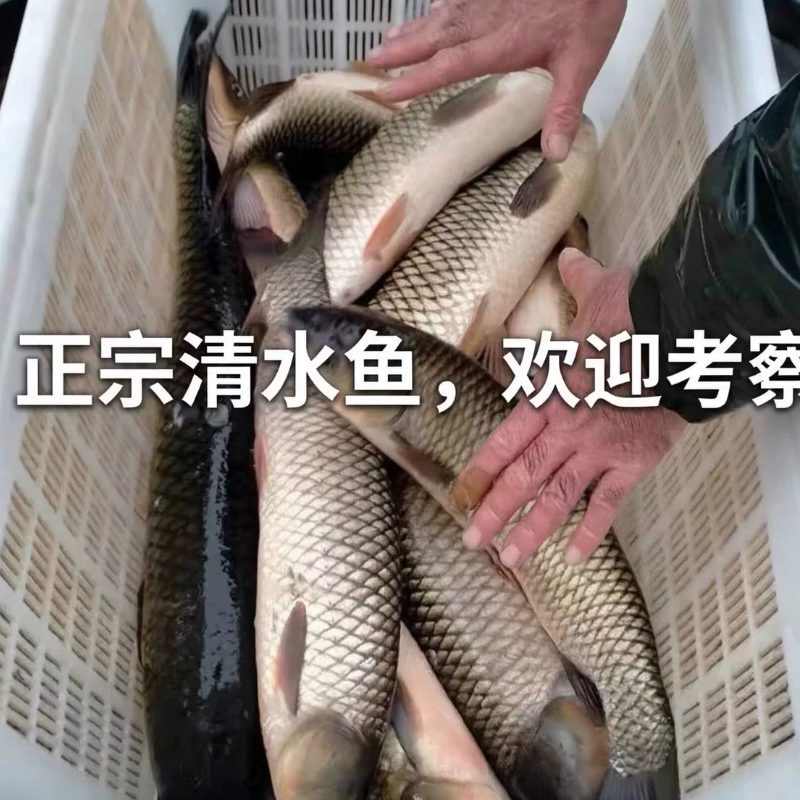 开化正宗鲜活清水鱼包活到家无泥味大头鱼源头山泉水活鱼专车到家