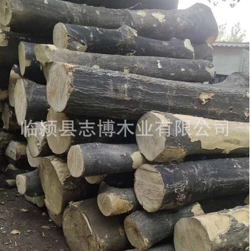 白椿木 白椿木木料 白椿木原木 白椿木烘干板材 白椿木木板材