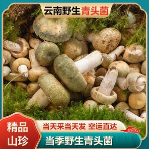 精品云南野生新鲜青头菌亲青脸菇变色蘑菇鲜菌子见手青牛肝菌顺丰