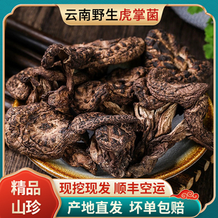 精品云南当季野生新鲜黑虎掌菌樟子菌老鹰菌野生虎掌菇顺丰空运