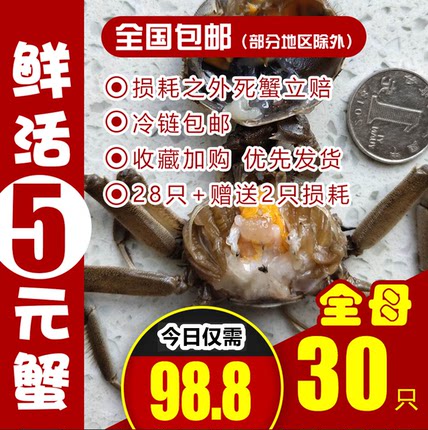 全母30只盘锦河蟹稻田蟹大闸蟹0.8-1.2两鲜活蟹香辣蟹小螃蟹包邮