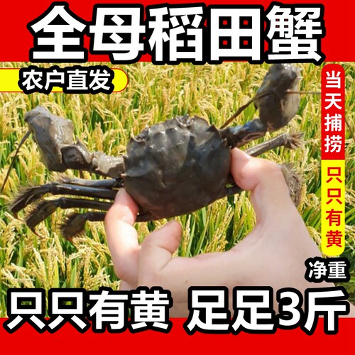 鲜活正宗盘锦河蟹包邮全母大闸蟹