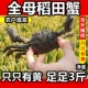 包邮 全母38只盘锦河蟹鲜活大闸蟹香辣蟹稻田蟹一元 蟹小螃蟹醉蟹