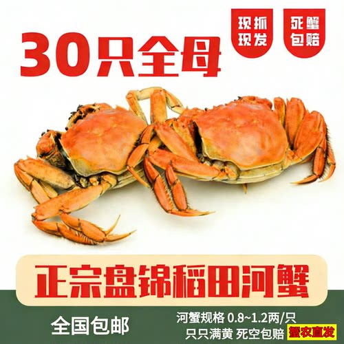 正宗盘锦河蟹包邮全母河蟹