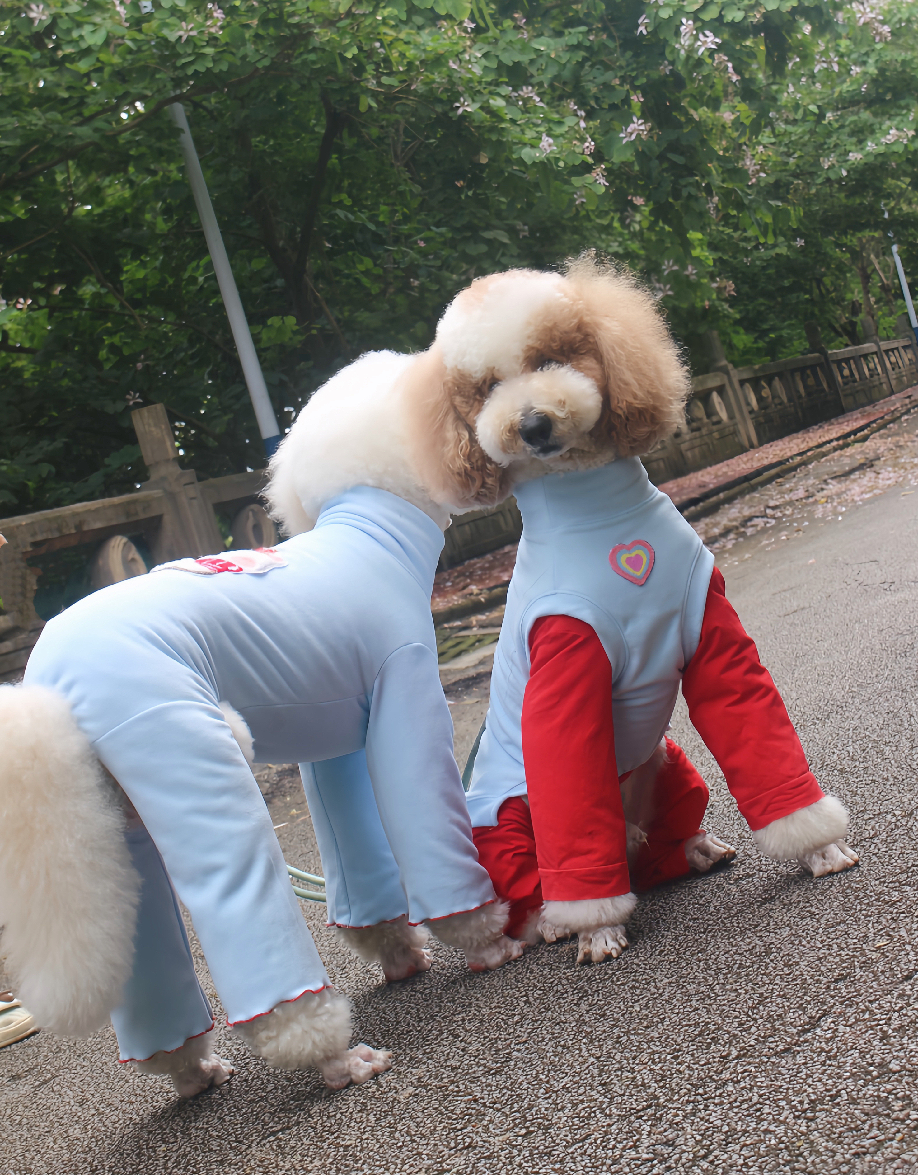 新品浅浅的蓝巨贵摇粒绒背心边牧拉多泰迪金毛四脚衣中型犬冬装