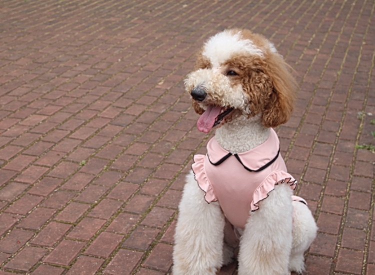 韩裙升级大狗裙子巨贵休闲装金毛夏装阿拉公主裙萨摩连衣裙