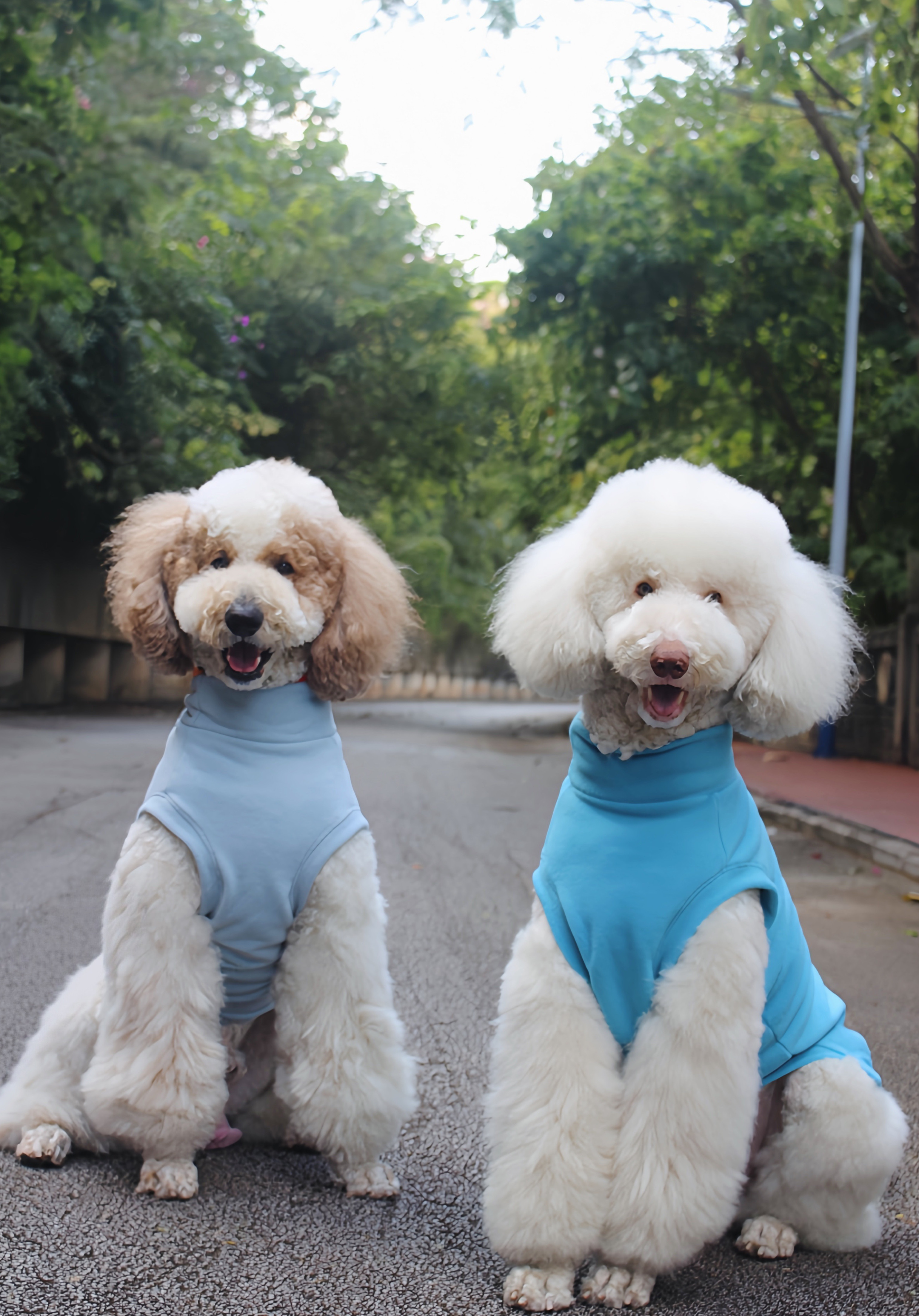 包邮巨贵打底衣服！大狗秋冬衣服萨摩打底衣金毛保暖衣服大狗冬装