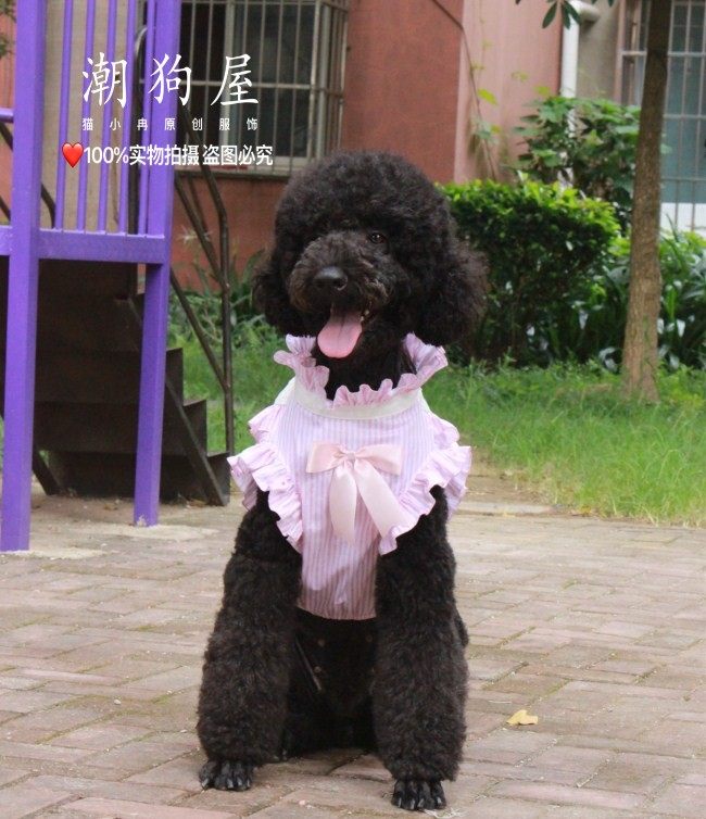 巨贵条纹情侣装大型狗狗衣服阿拉金毛衣服大狗公主装大型狗狗夏装