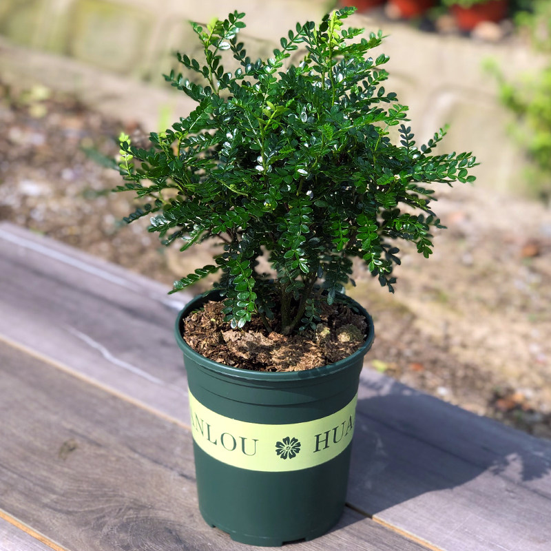 清香木胡椒木植物桌面盆栽千里眼室内花卉九里香盆景净化空气绿植