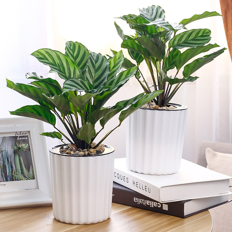 翠叶竹芋盆栽植物苗室内桌面四季观叶鸭脚木水培绿植盆景