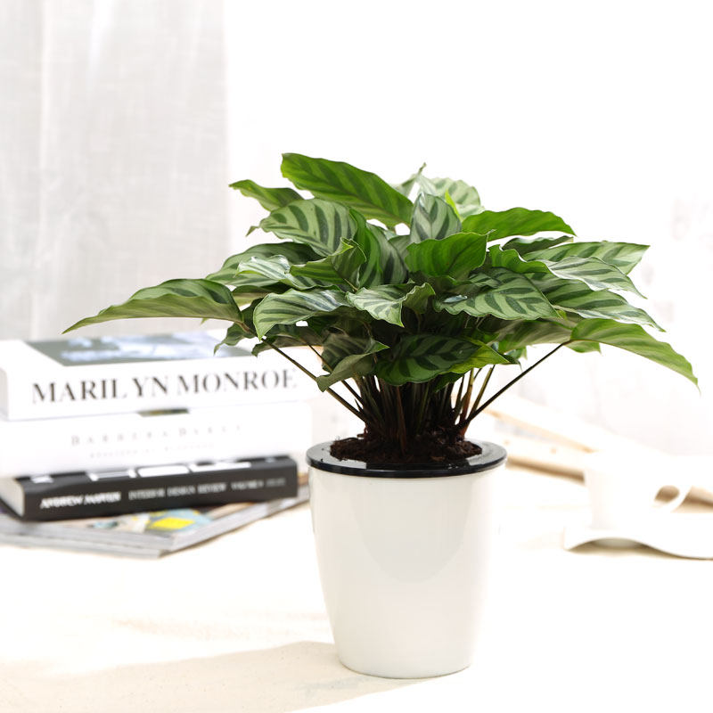 孔雀竹芋盆栽办公室小绿植桌面观叶植物书房豹纹箭羽翠叶竹芋