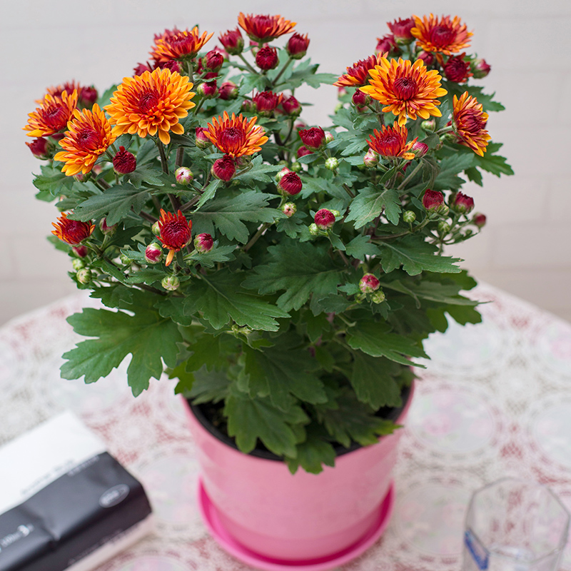鲜花盆栽多头菊阳台室外室内庭院菊花花苗千头菊带花植物四季花卉
