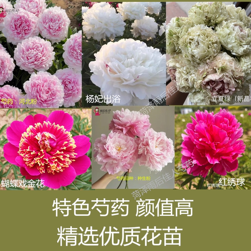 胭脂点玉精品芍药阳台芍药花苗