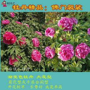 佛门袈裟胭红金波阳台漂亮牡丹