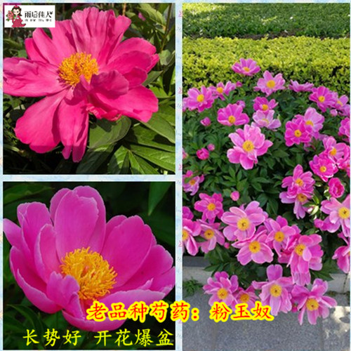 粉玉奴芍药春季开花多香味浓漂亮
