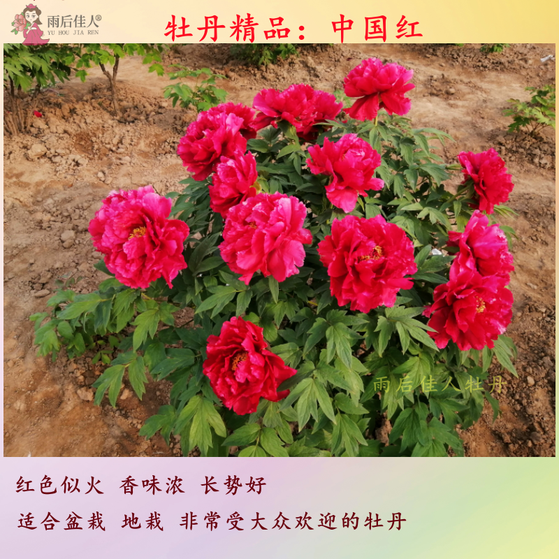 大红色别墅庭院栽培老桩牡丹苗