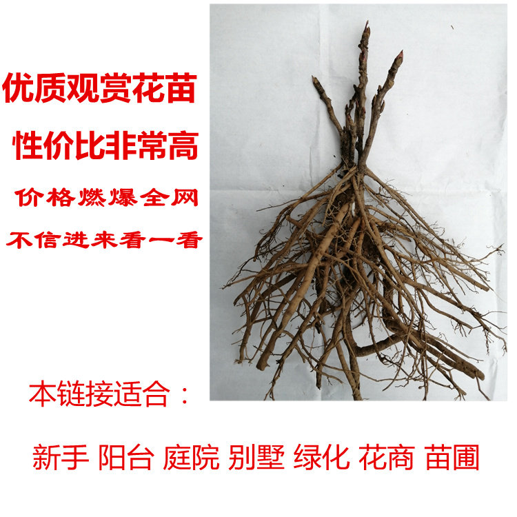 菏泽红色大苗盆栽阳台牡丹花卉