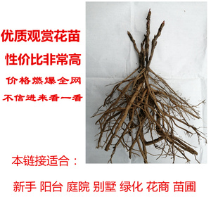 菏泽红色大苗盆栽阳台牡丹花卉