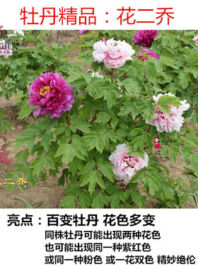 花二乔炎红牡丹苗复色多分枝5年大苗正宗盆栽庭院传统精品阳台