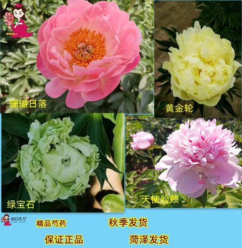 大花芍药好活落日珊瑚漂亮