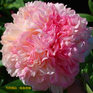 金发女郎芍药花苗漂亮