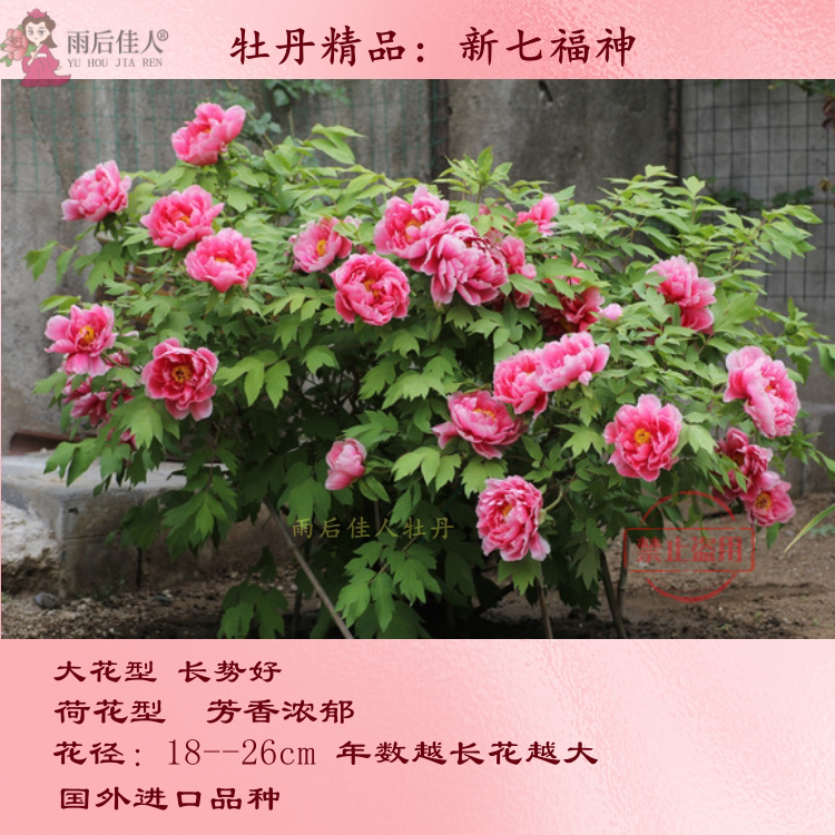 牡丹新七福神牡丹苗进口品种大花型庭院阳台地栽菏泽精品朵朵牡丹