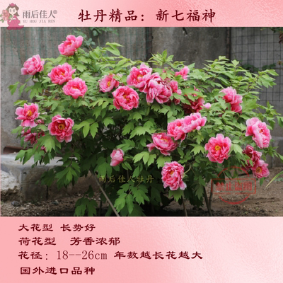 牡丹新七福神牡丹苗进口品种大花型庭院阳台地栽菏泽精品朵朵牡丹